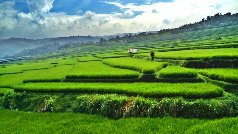 dijual tanah view sawah di Bali