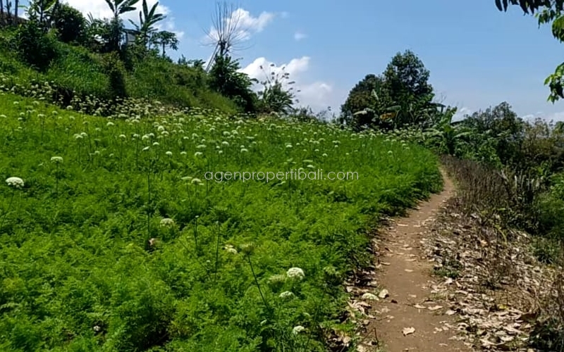 tanah dijual di Batunya Baturiti