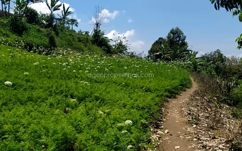tanah dijual di Batunya Baturiti