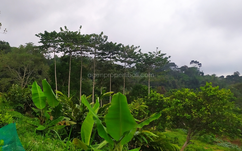 tanah dijual di Bedugul Baturiti