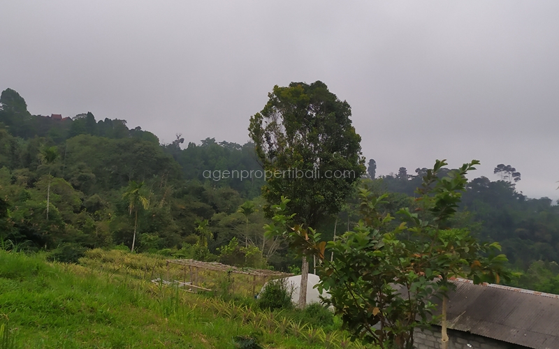 tanah dijual di Bedugul Baturiti