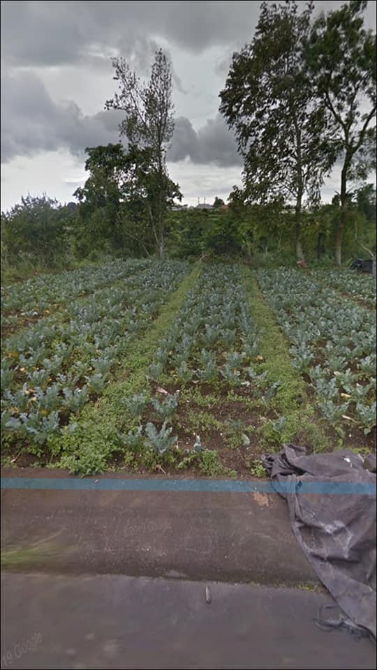 Tanah dijual di Bedugul