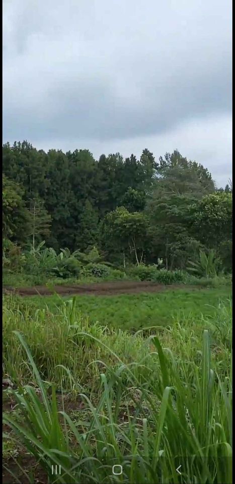 Tanah dijual di Bedugul