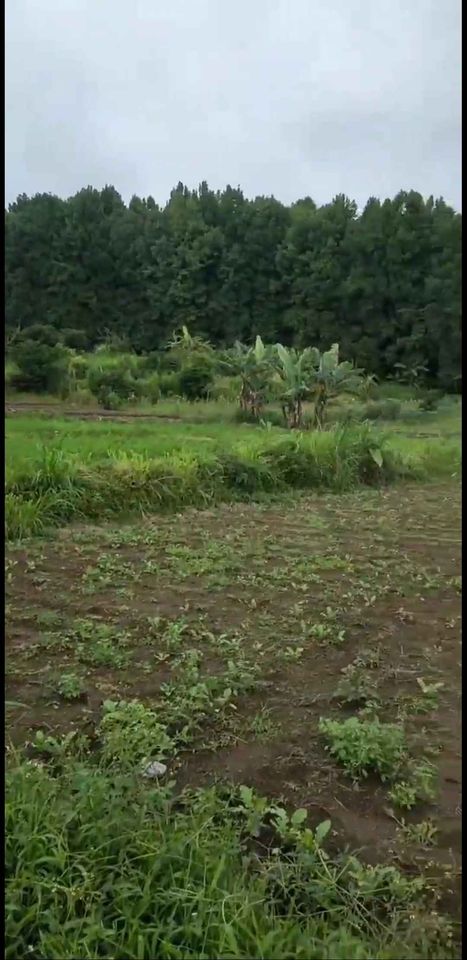 Tanah dijual di Bedugul