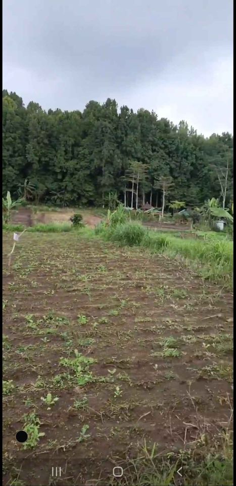 Tanah dijual di Bedugul