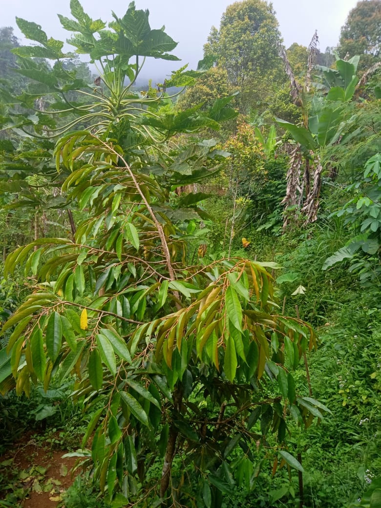 Tanah dijual di Buleleng