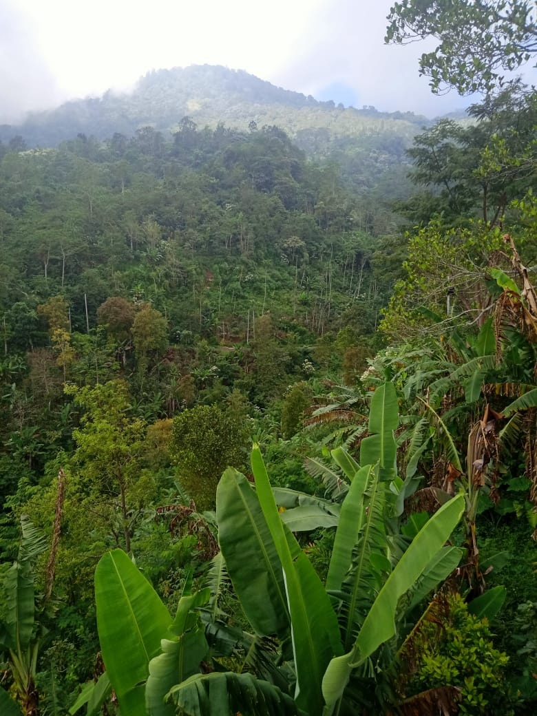 Tanah dijual di Buleleng