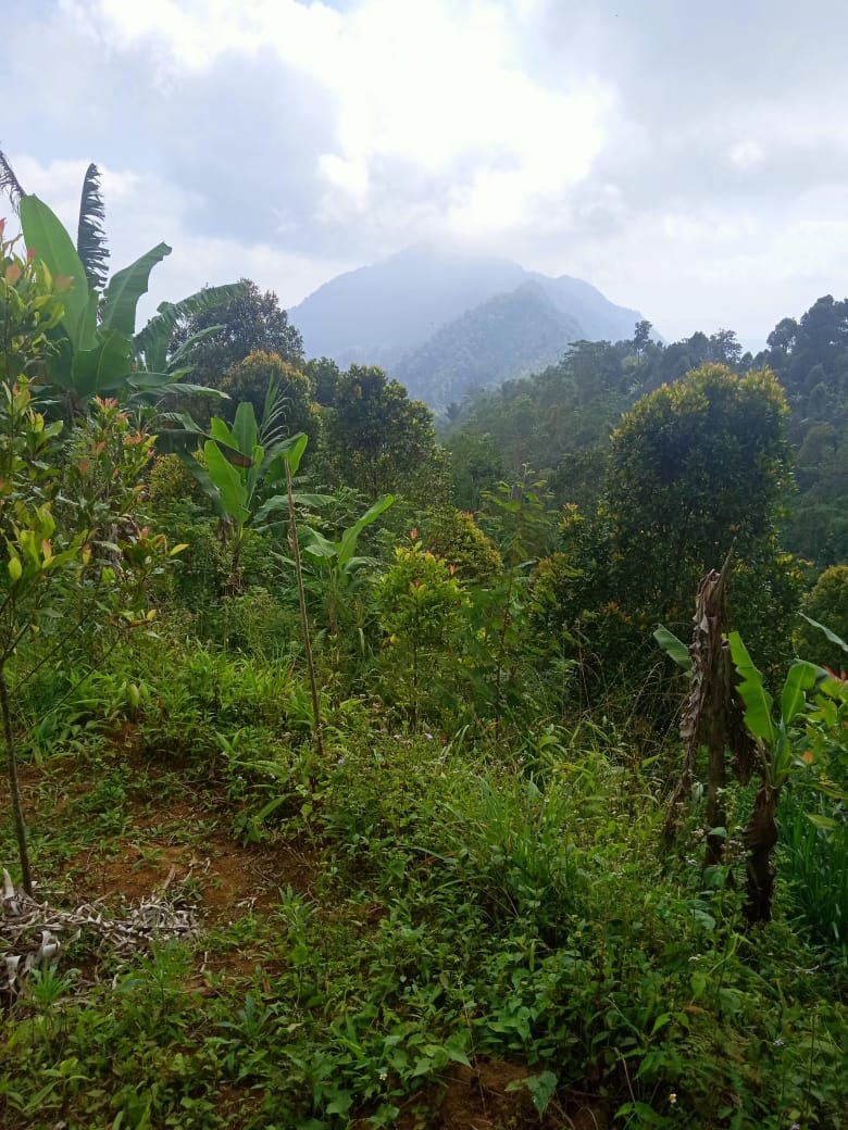 Tanah dijual di Buleleng