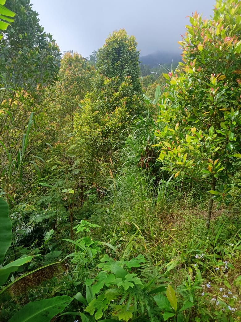 Tanah dijual di Buleleng