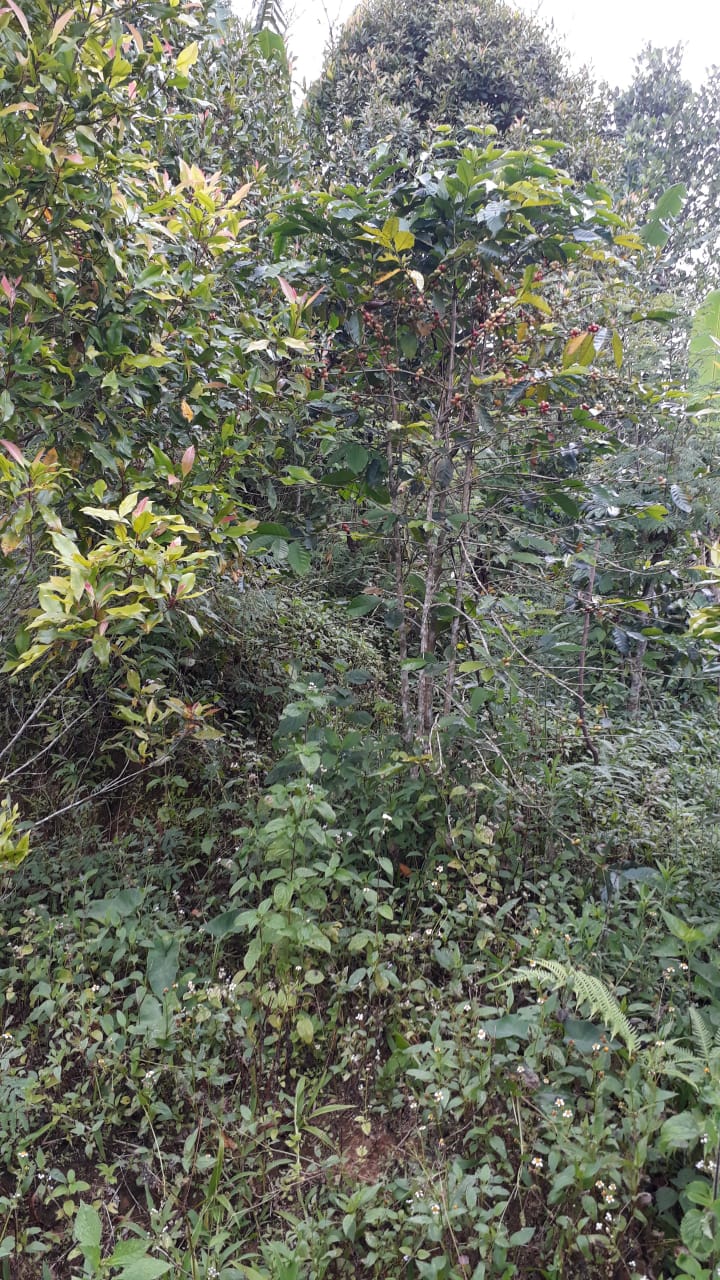 Tanah dijual di Buleleng