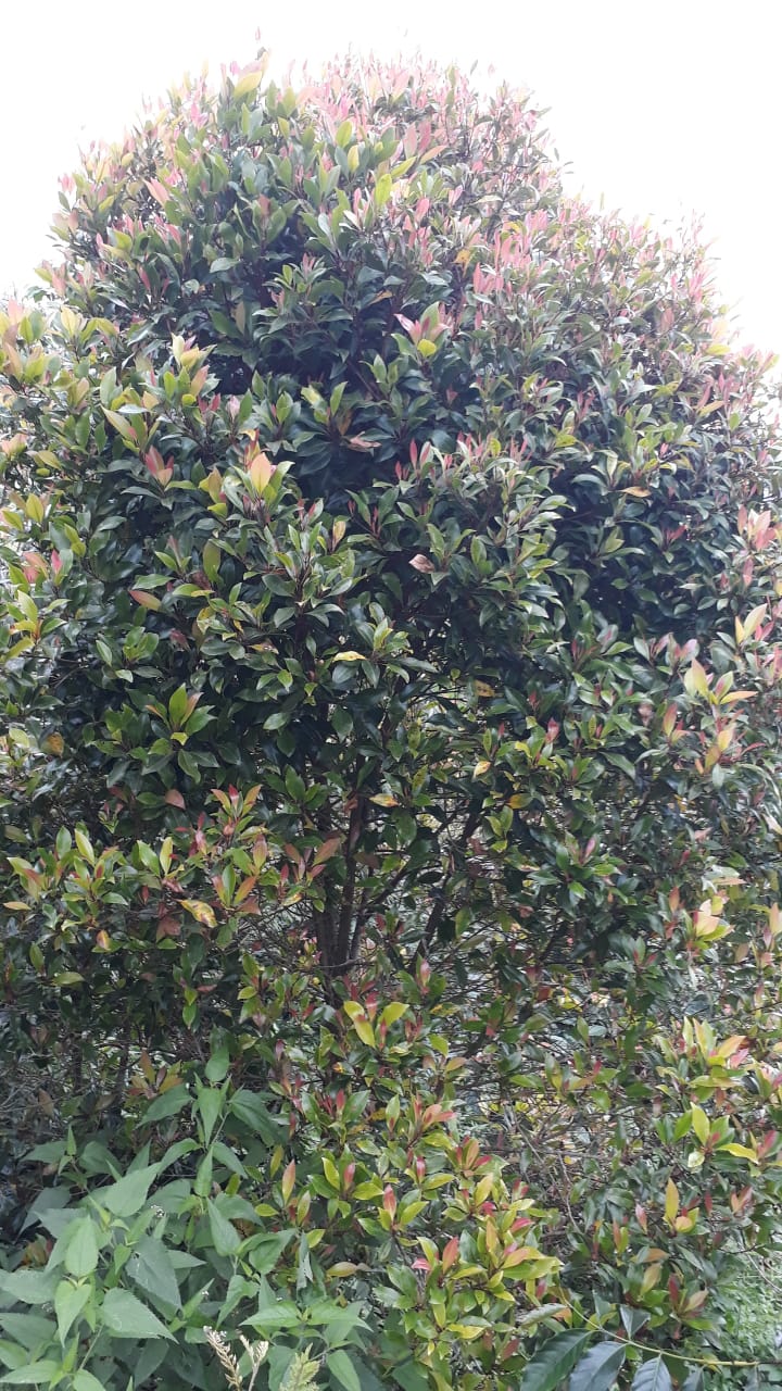 Tanah dijual di Buleleng