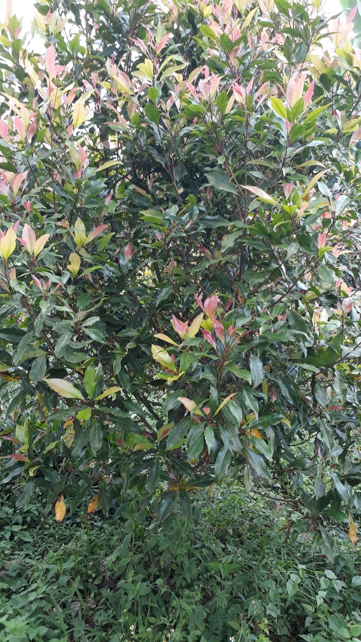 Tanah dijual di Buleleng