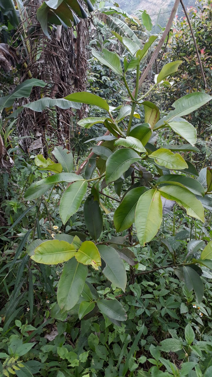 Tanah dijual di Buleleng