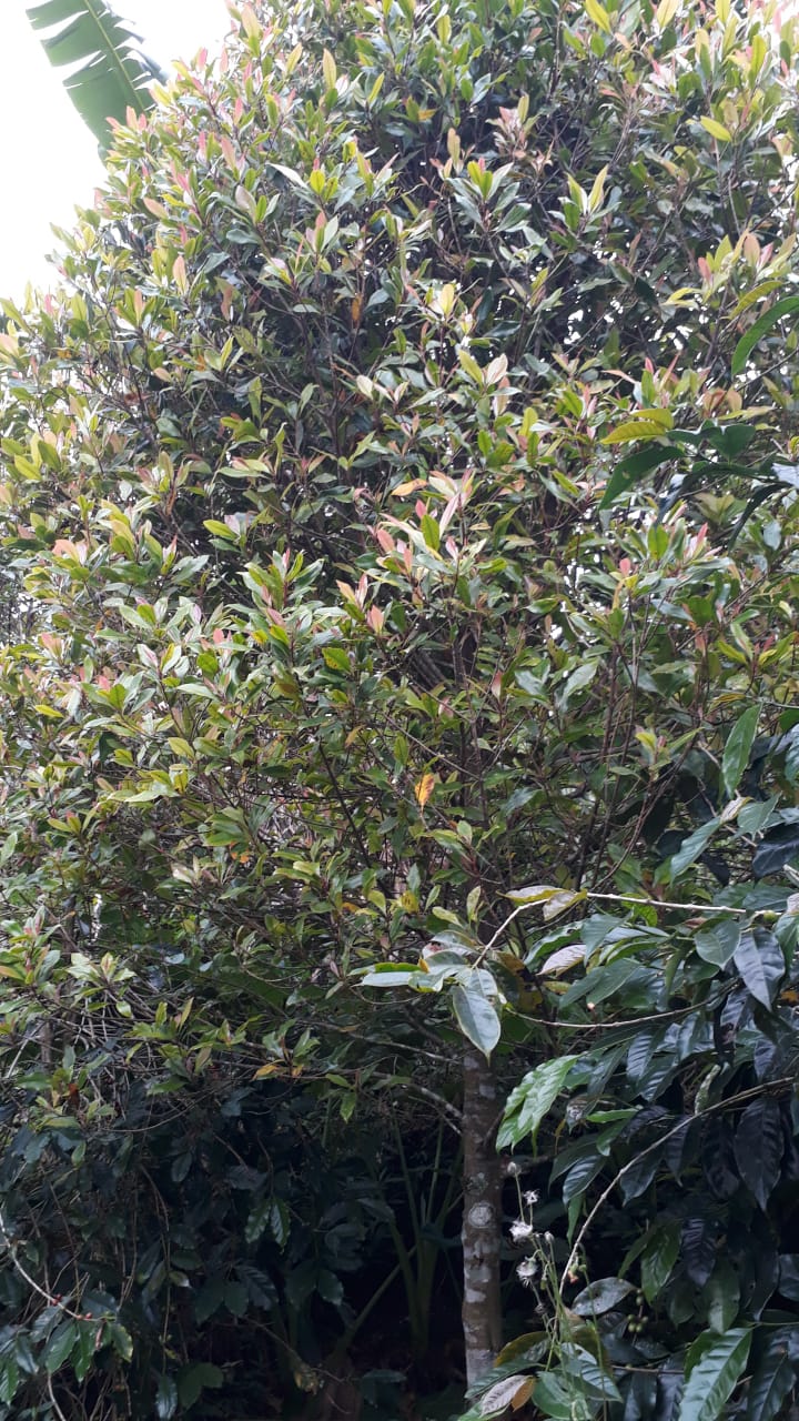 Tanah dijual di Buleleng