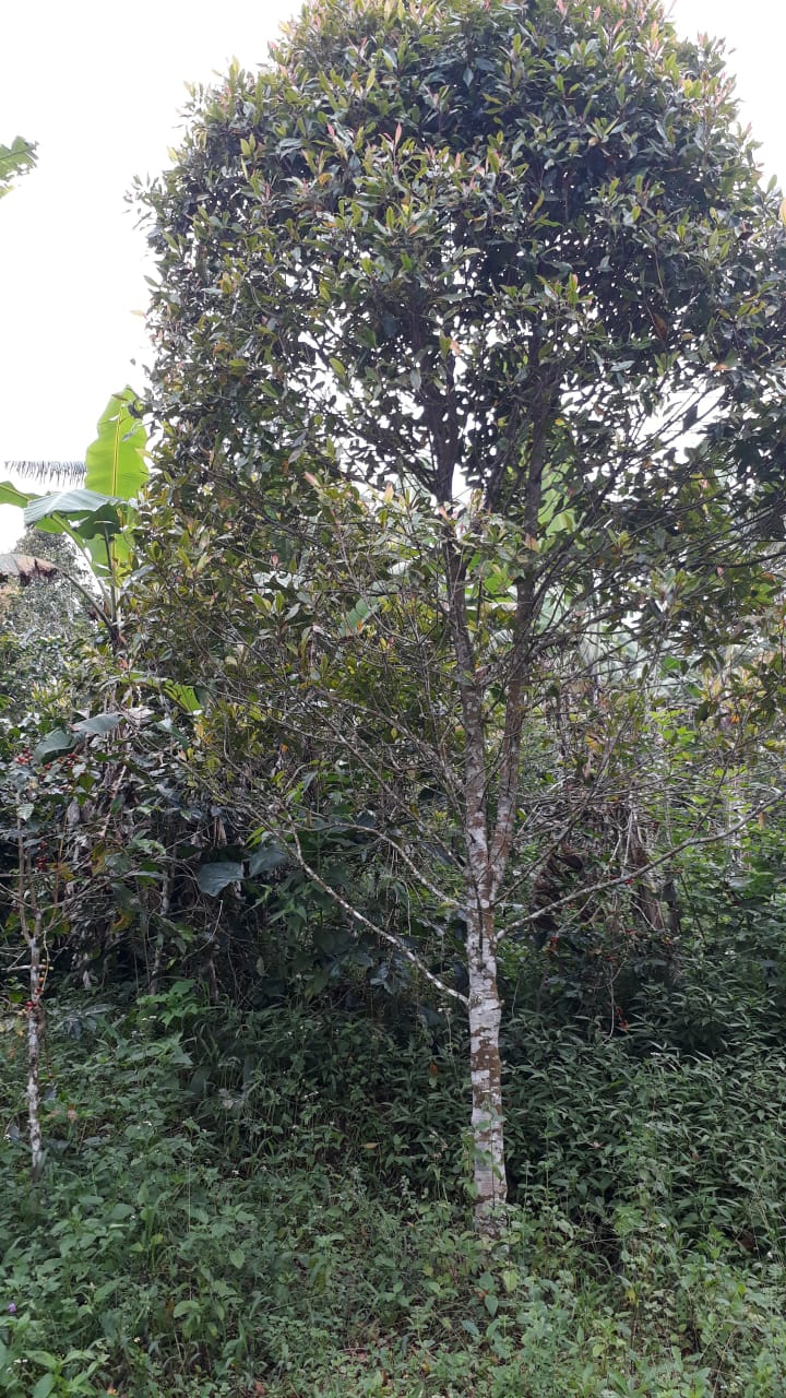 Tanah dijual di Buleleng