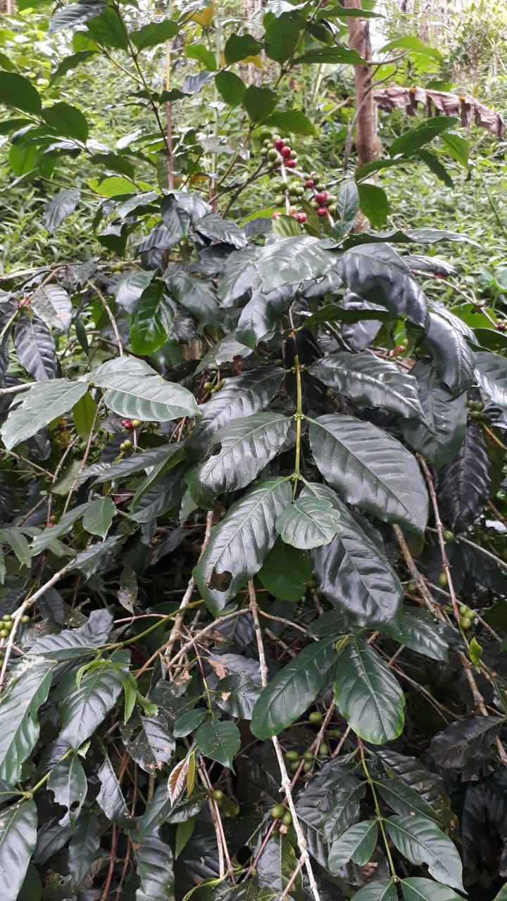 Tanah dijual di Buleleng