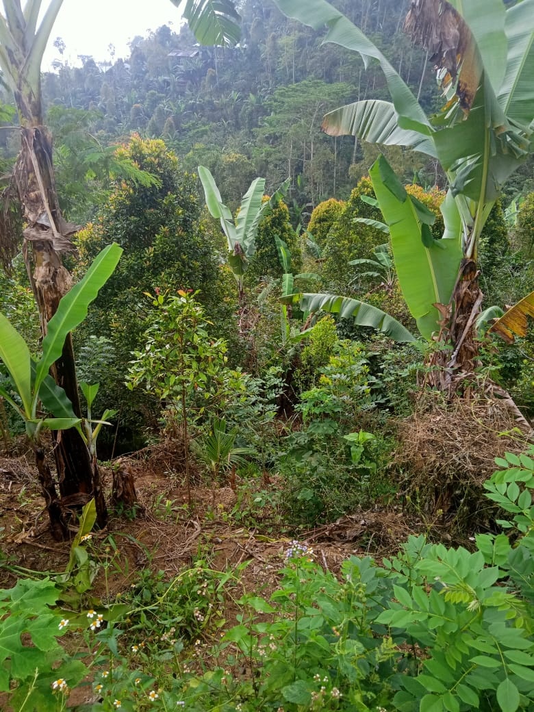 Tanah dijual di Buleleng