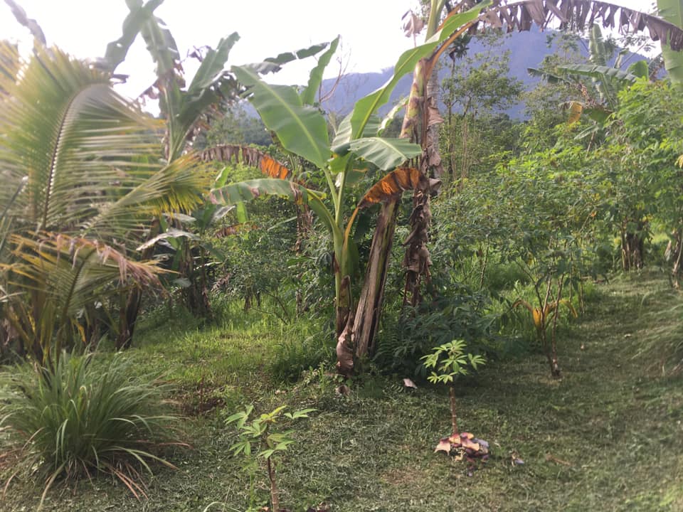 Tanah dijual di Jatiluwih