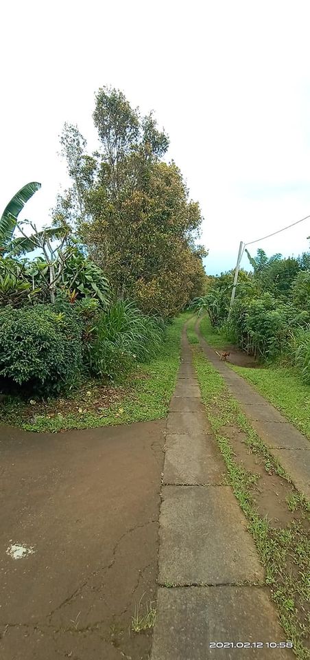 Tanah dijual di Singaraja