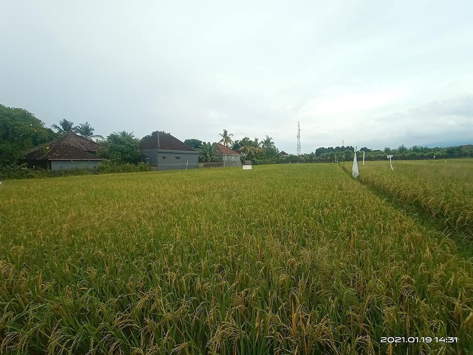 Tanah dijual di Singaraja