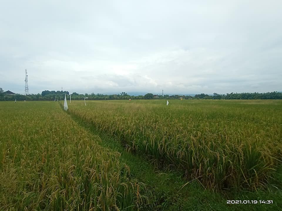 Tanah dijual di Singaraja