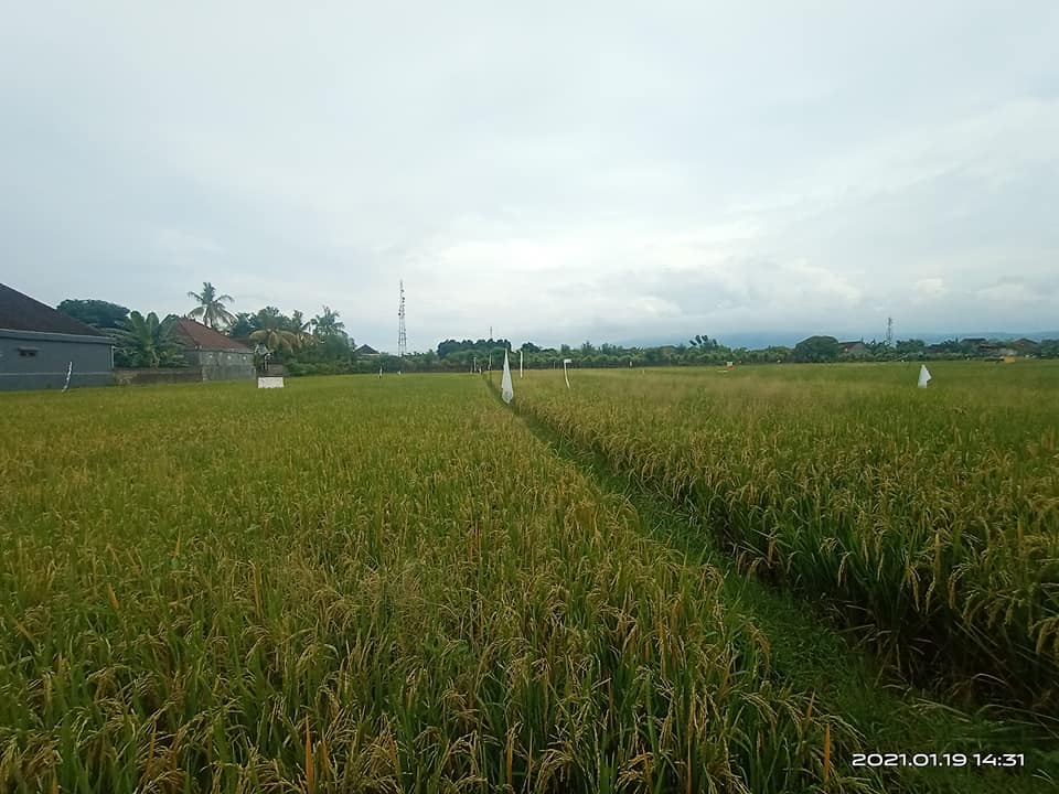 Tanah dijual di Singaraja