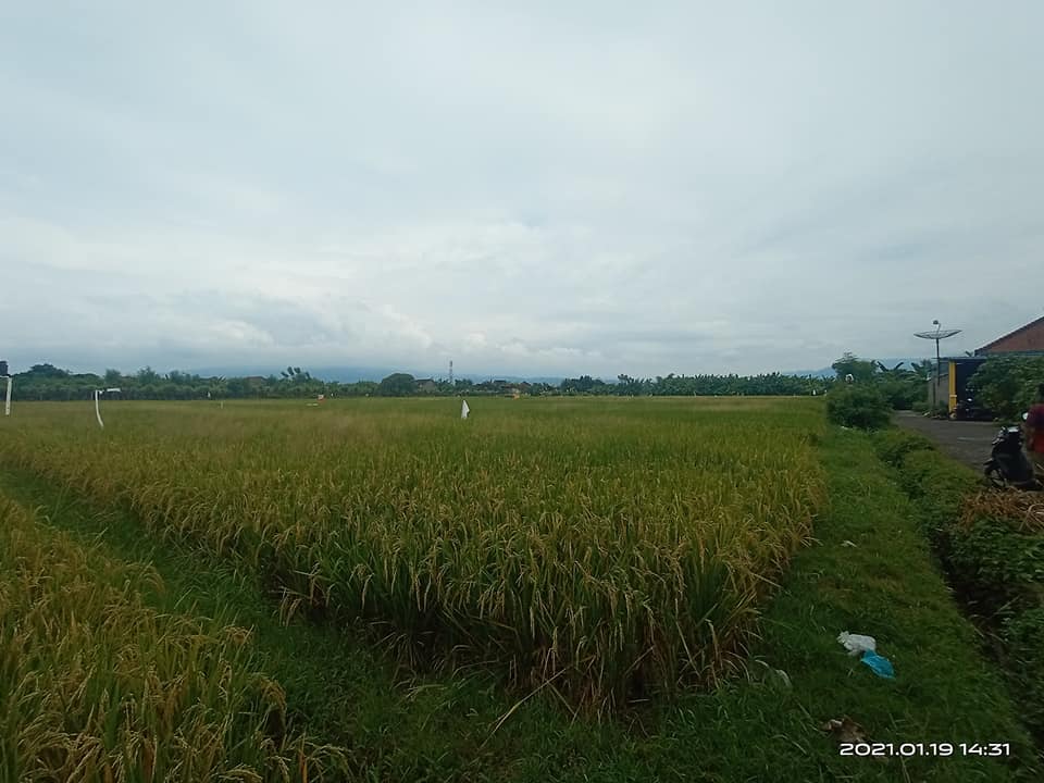 Tanah dijual di Singaraja