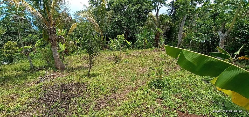 Tanah dijual di Singaraja