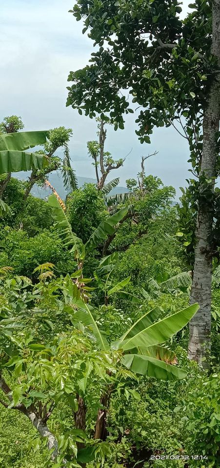 Tanah dijual di Singaraja