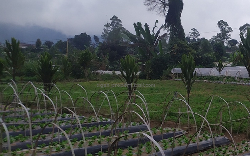 dijual tanah 1 Hektar di Bali