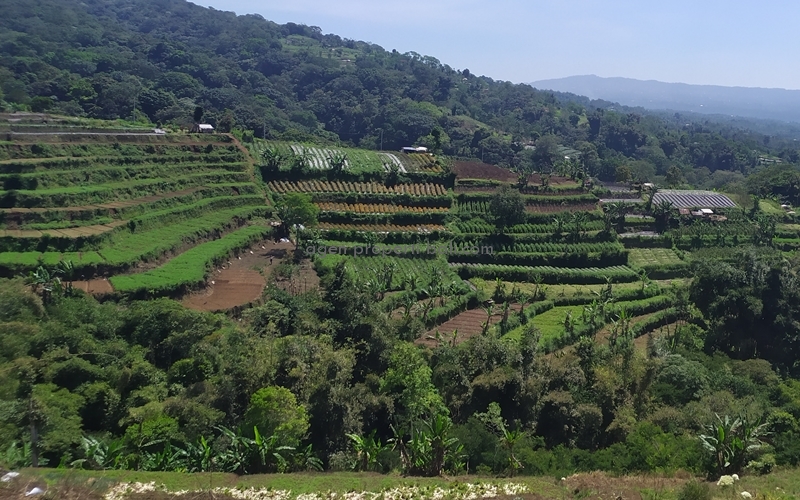 dijual tanah 1 Hektar di Bali