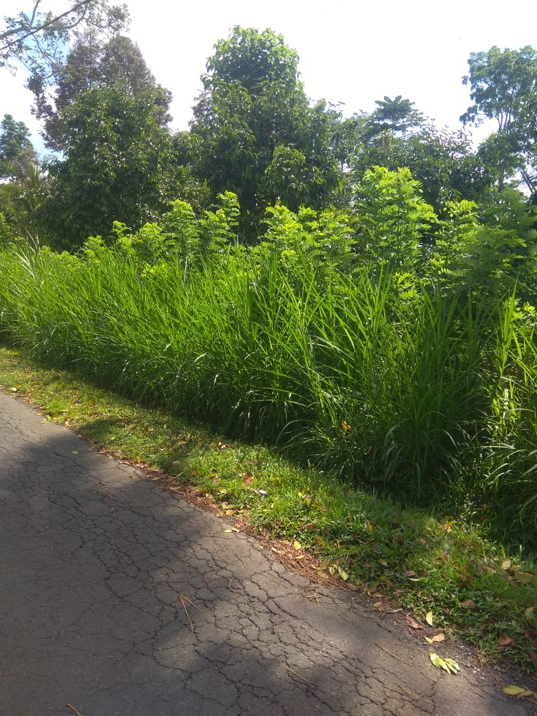 Jual Tanah di Taro Tegalalang