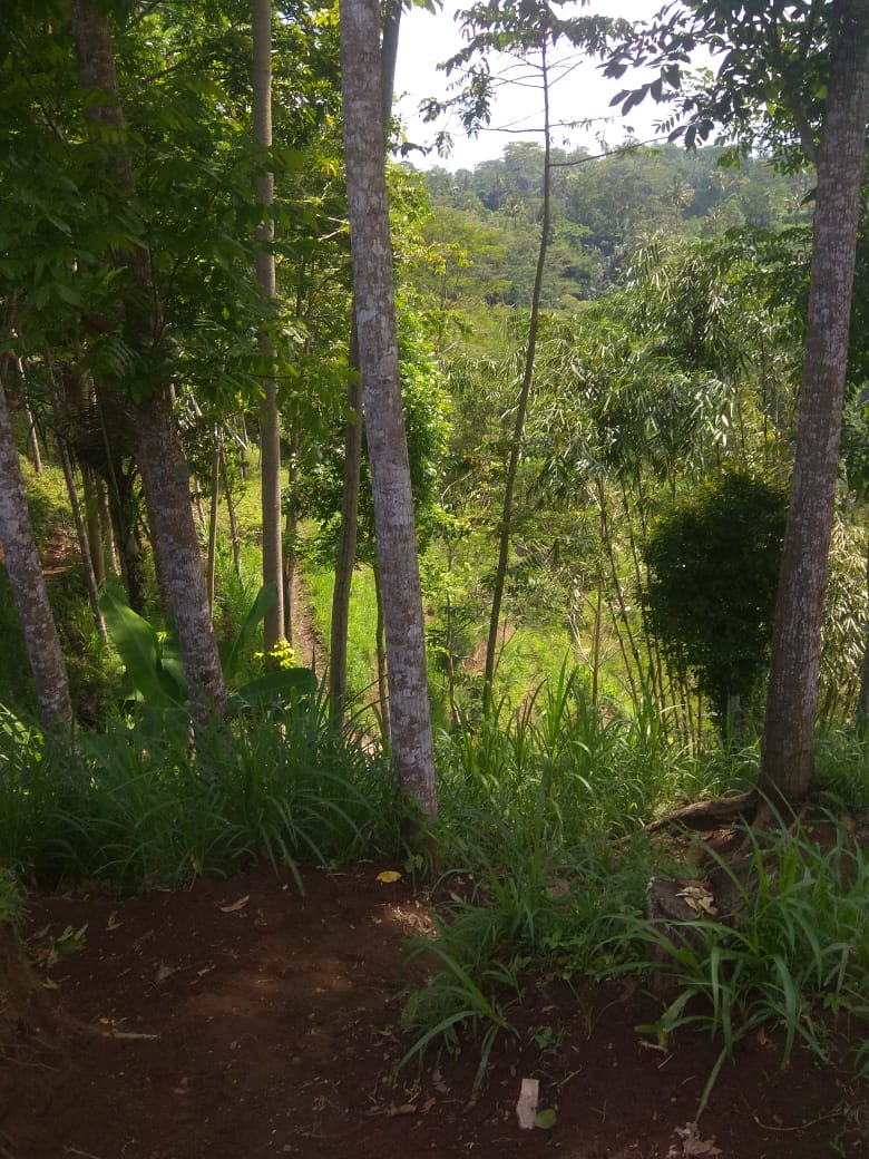 Jual Tanah di Taro Tegalalang