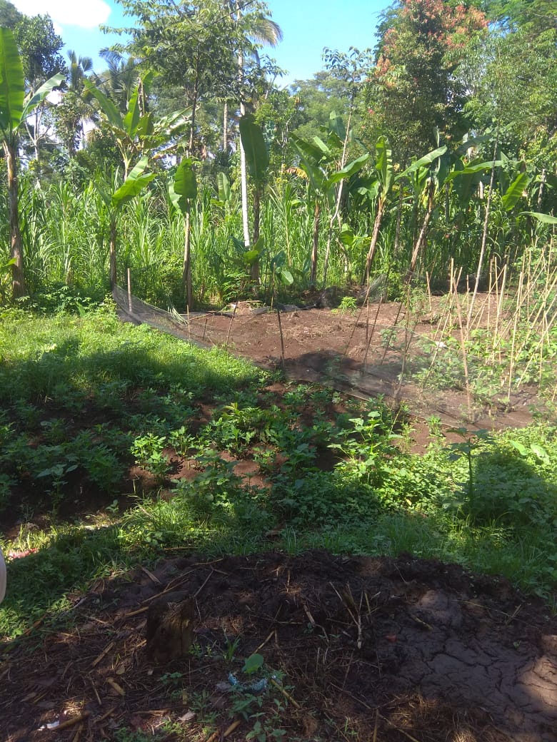 Jual Tanah di Taro Tegalalang