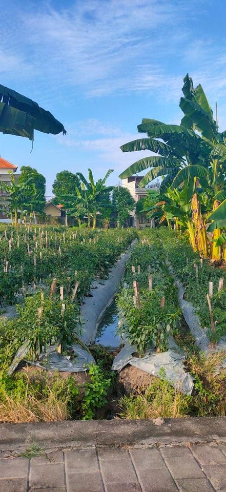 Tanah dijual di Tumbak Bayuh