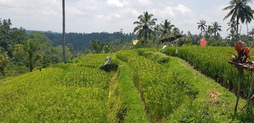 Tanah Los Pantai dijual di Gianyar