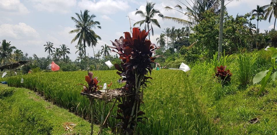 Tanah Los Pantai dijual di Gianyar