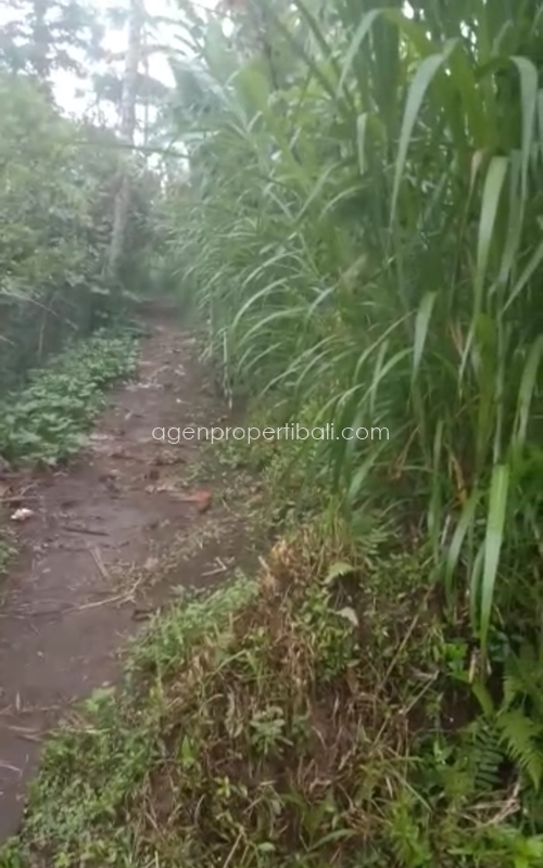 tanah dijual di Tegalalang Ubud