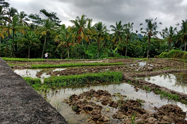 Villa dijual di Tegalalang Bali class=